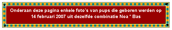 Tekstvak: Onderaan deze pagina enkele foto�s van pups die geboren werden op 14 februari 2007 uit dezelfde combinatie Noa * Bas